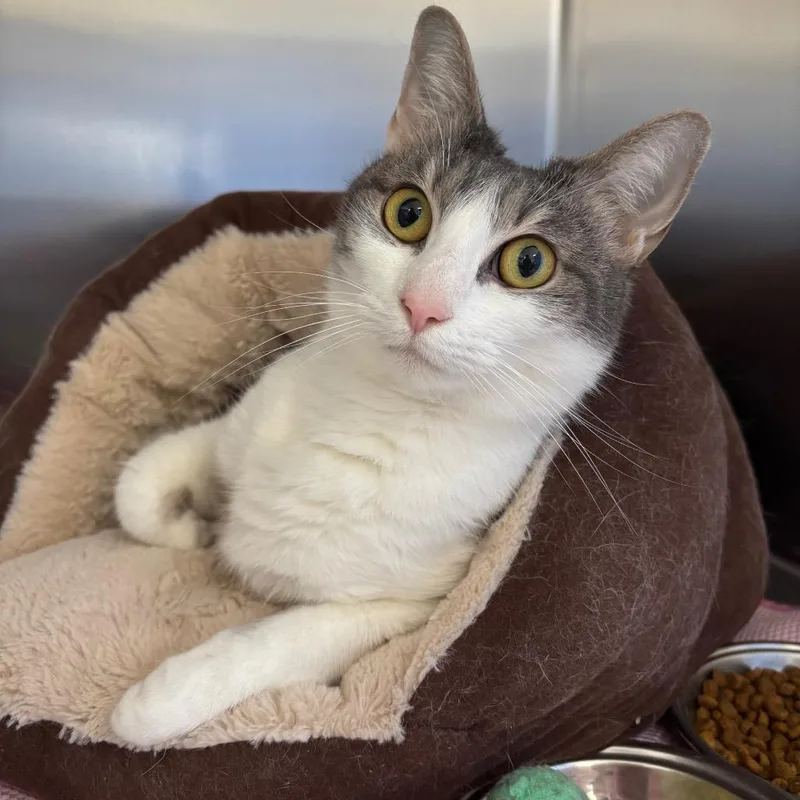 An adult medium-sized female Gray / Blue / Silver Domestic Short Hair cat named Blossom for adoption in Sarasota, FL