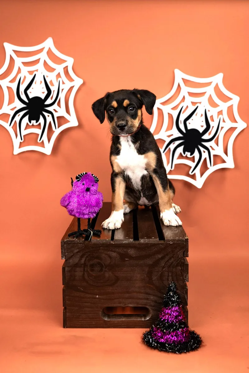 A baby medium-sized female Australian Cattle Dog / Blue Heeler dog named 843-26 for adoption in Brighton, CO
