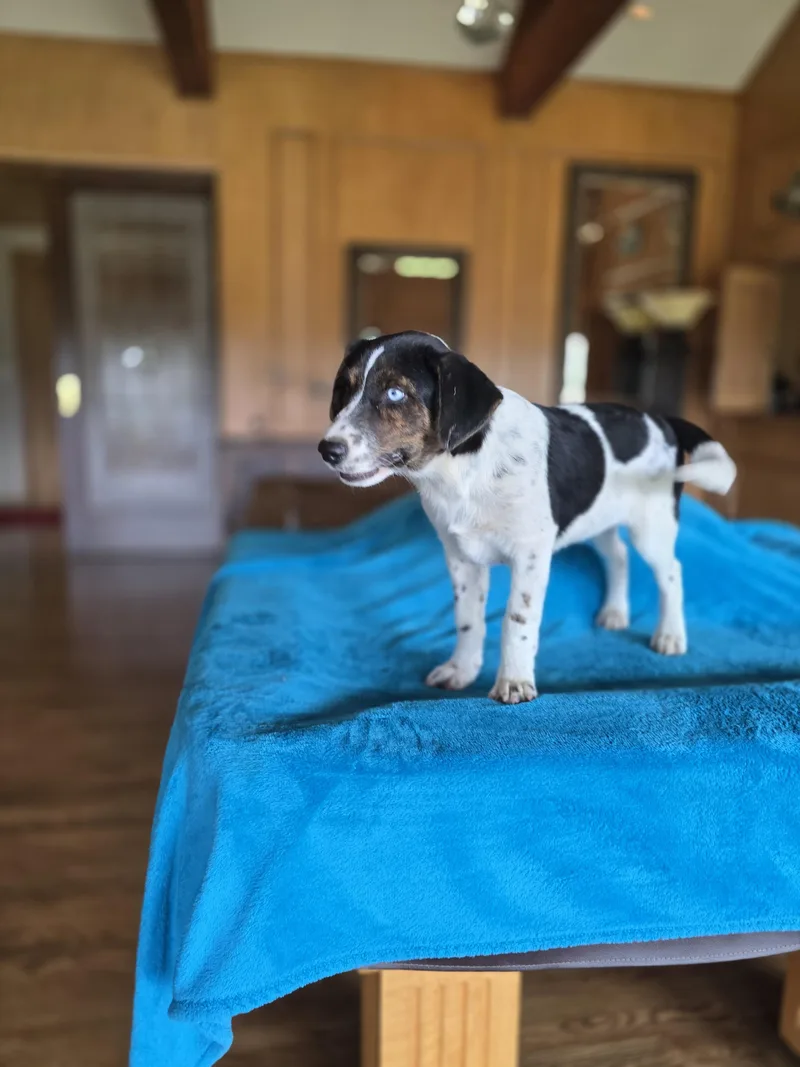 A baby medium-sized female Australian Shepherd dog named Dixie for adoption in Boerne, TX