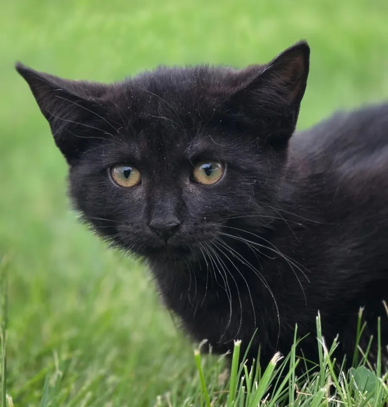 A baby small-sized female Domestic Short Hair cat named Maybel for adoption in Huntington, IN