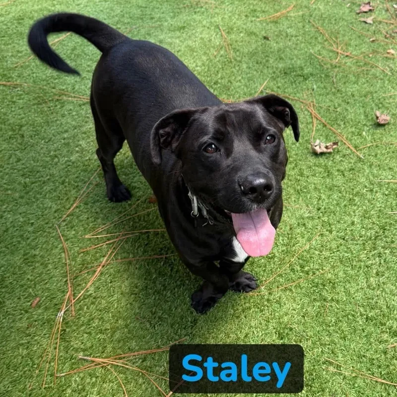 Staley thumbnail 3
