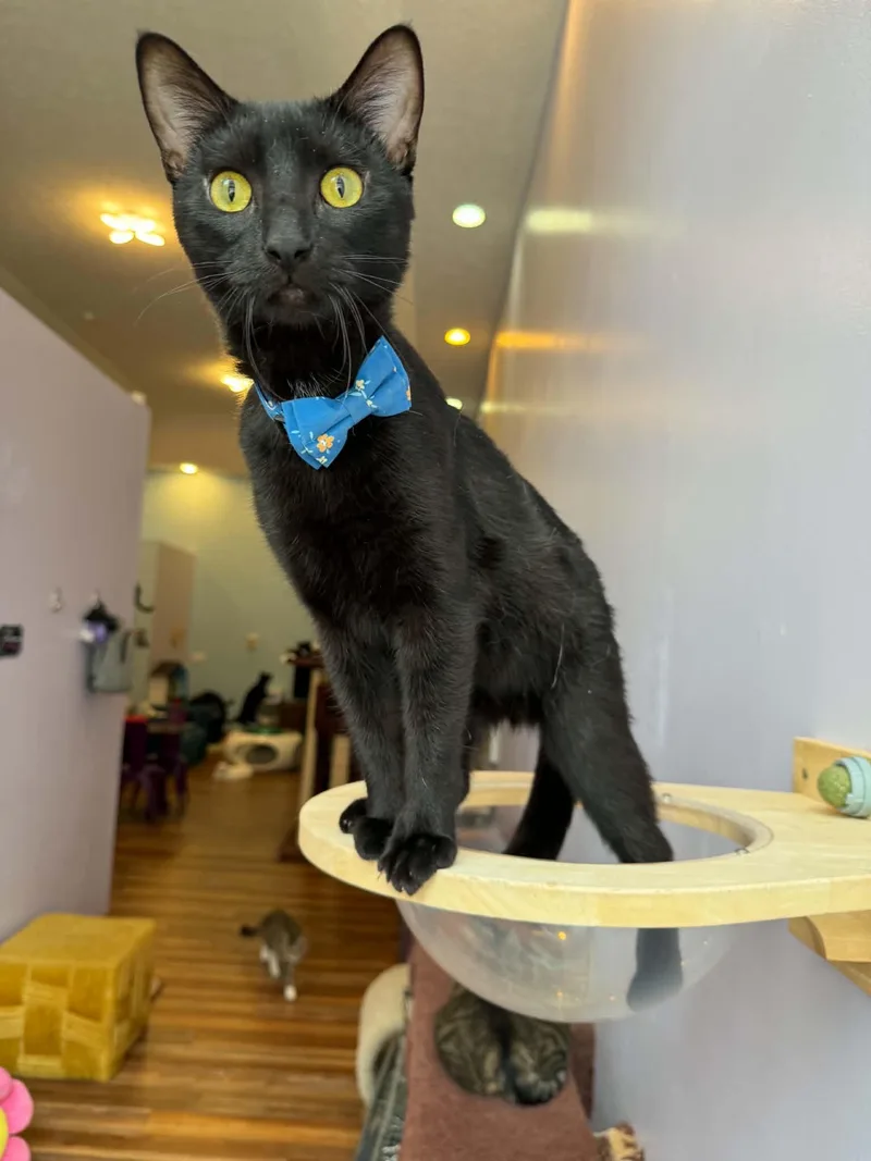 A young medium-sized male Domestic Short Hair cat named Shadow for adoption in West Lafayette, IN