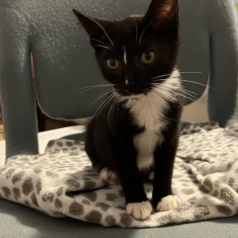A baby small-sized male Black Domestic Short Hair cat named Minties for adoption in Greensboro, NC