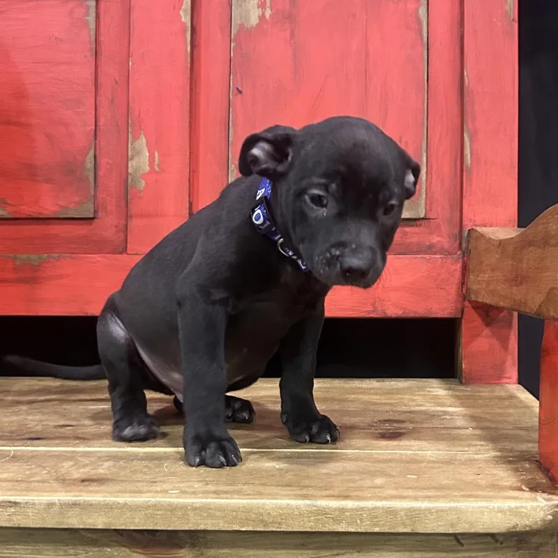 A baby small-sized male Black Mixed Breed dog named Fwt Dunkin for adoption in Midland, TX
