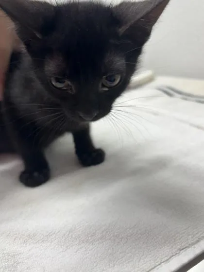 A baby medium-sized male Domestic Short Hair cat named Beau for adoption in West Chester, PA