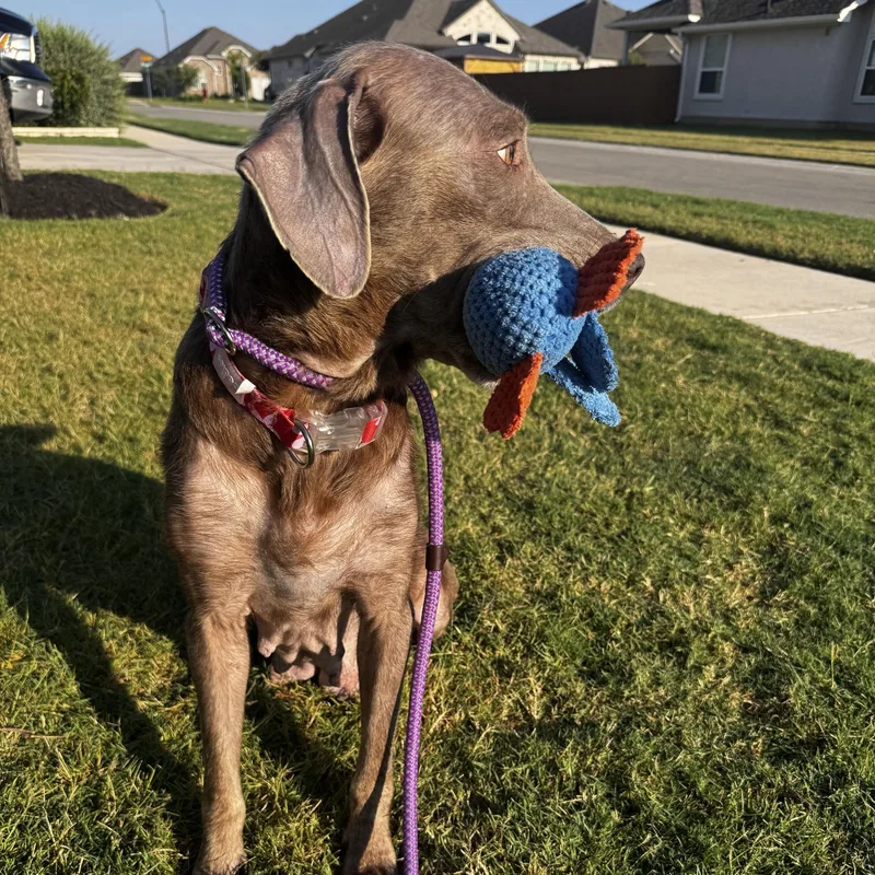 Nala