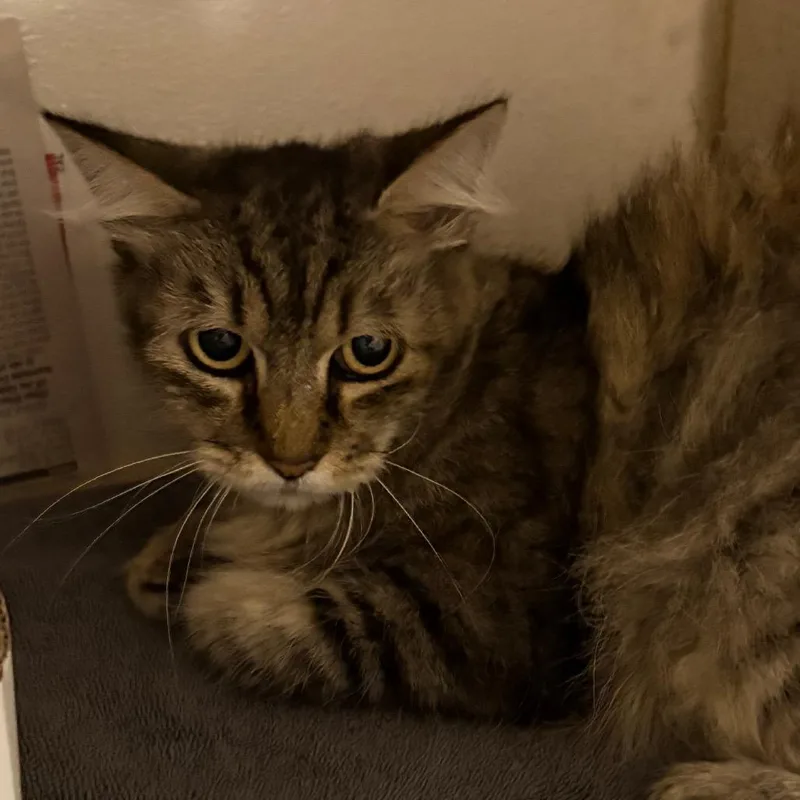 A senior extra large-sized female Black Domestic Short Hair cat named Gracie for adoption in Yuma, AZ