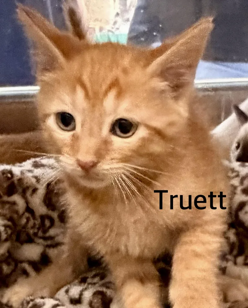 A baby medium-sized male Tabby (Orange / Red) Domestic Short Hair cat named Truett for adoption in Owasso, OK