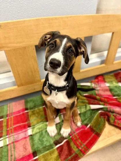 A baby large-sized female Black Mixed Breed dog named Pip for adoption in Roseburg, OR