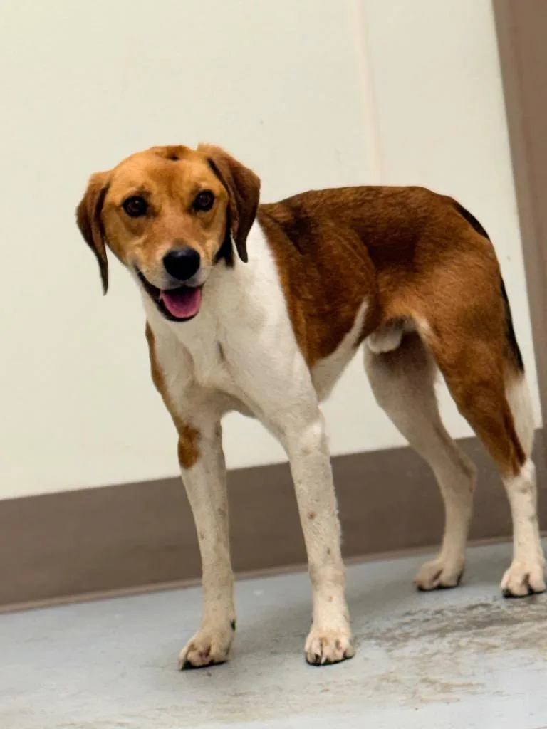A young medium-sized male Beagle dog named Cosmo for adoption in North Vernon, IN