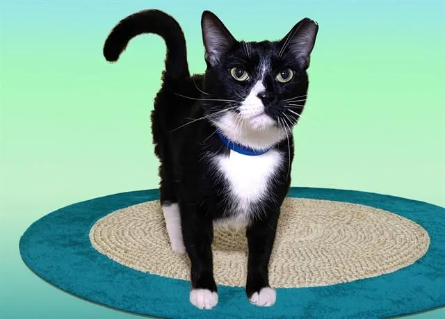 A young medium-sized male Domestic Short Hair cat named Max for adoption in Fort Lauderdale, FL