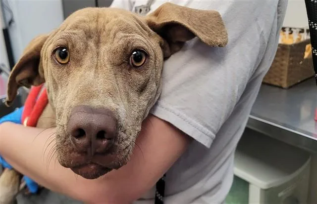 A young medium-sized male Pit Bull Terrier dog named Tigger for adoption in Tucson, AZ