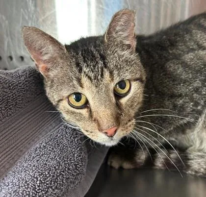 A senior large-sized male Domestic Short Hair cat named Marshawn for adoption in Kansas City, MO