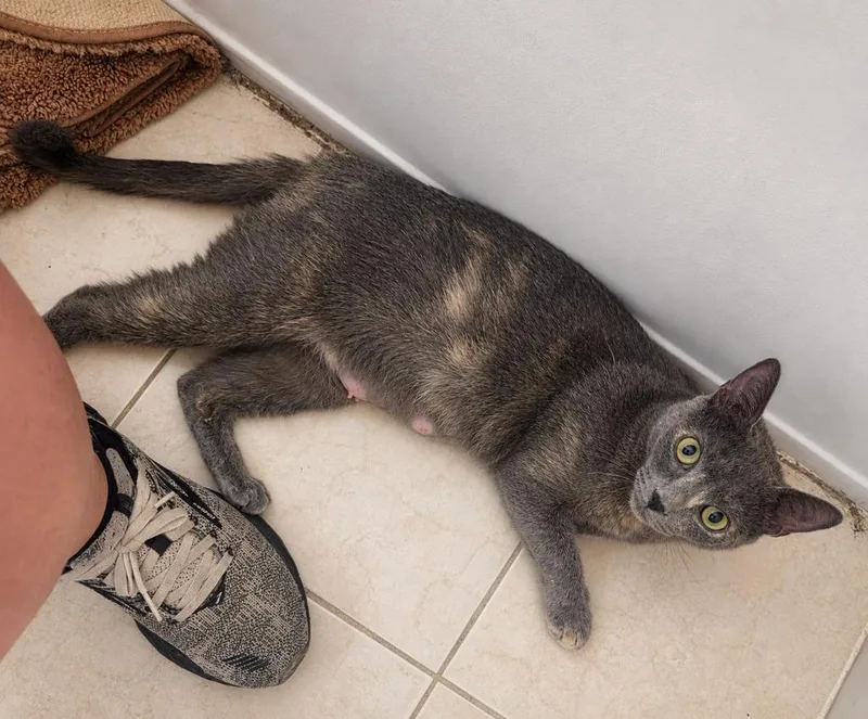 A young medium-sized female Domestic Short Hair cat named Jazz for adoption in Parkville, MD