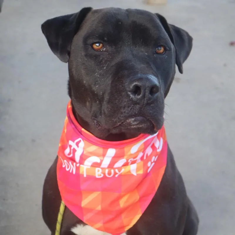An adult extra large-sized male Black Mixed Breed dog named Negan for adoption in Columbiana, AL