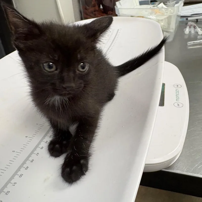 A baby small-sized female Black Domestic Short Hair cat named Rain for adoption in Columbiana, AL
