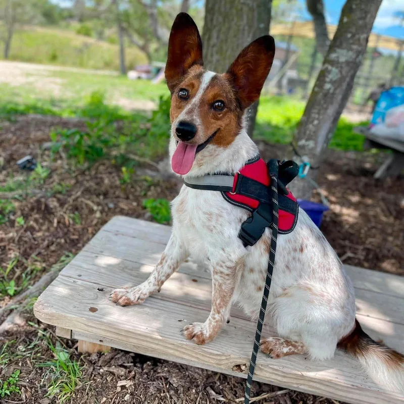 A young medium-sized male Tricolor (Brown, Black, & White) Australian Cattle Dog / Blue Heeler dog named Tracker for adoption in Center Point, TX