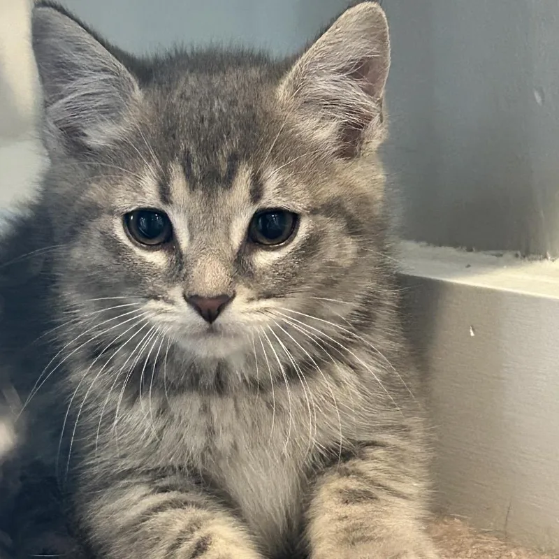 A baby small-sized female Gray / Blue / Silver Domestic Short Hair cat named Indie for adoption in Nashville, TN