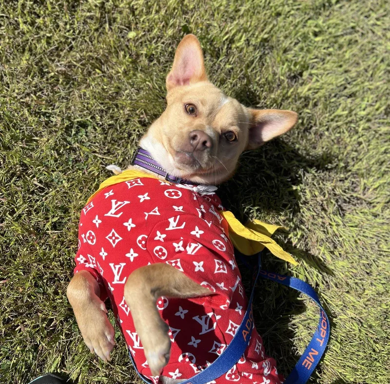 An adult medium-sized male Shiba Inu dog named Hardly for adoption in Brooklyn Center, MN