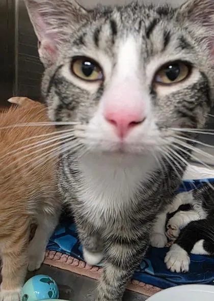 A baby small-sized male Domestic Short Hair cat named Brad for adoption in Clinton, MO