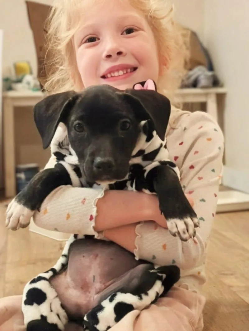 A baby small-sized female Chiweenie dog named Nebula for adoption in Austin, TX