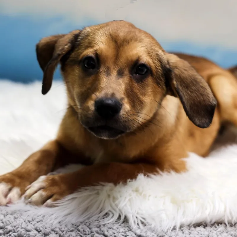 A baby medium-sized female Brown / Chocolate Mixed Breed dog named San Lucy for adoption in Casa Grande, AZ