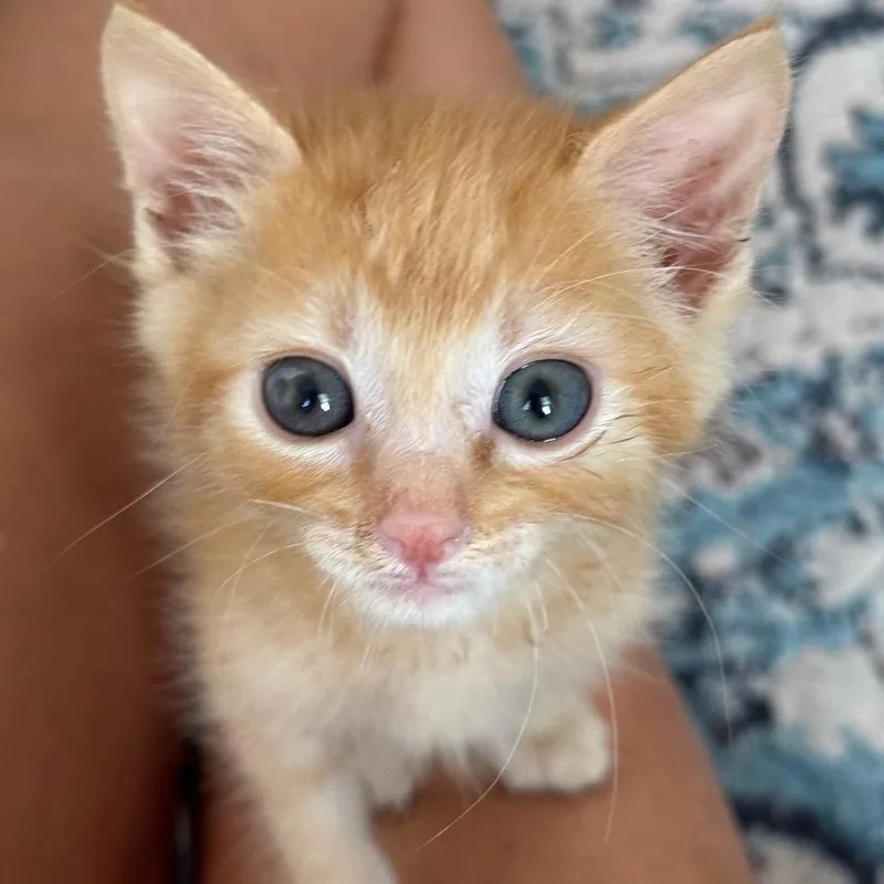 A baby small-sized male Orange / Red Domestic Short Hair cat named A Jack for adoption in SANTA ROSA BEACH, FL
