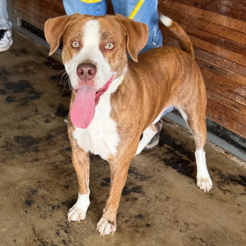 An adult small-sized male Red / Chestnut / Orange Pit Bull Terrier dog named Wyatt for adoption in Clarksdale, MS