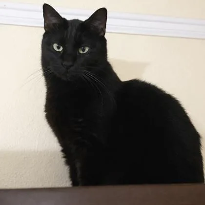 A young small-sized female Domestic Short Hair cat named Ebony for adoption in Fort Worth, TX