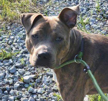 An adult large-sized male Pit Bull Terrier dog named Blueberry for adoption in Atlanta, GA