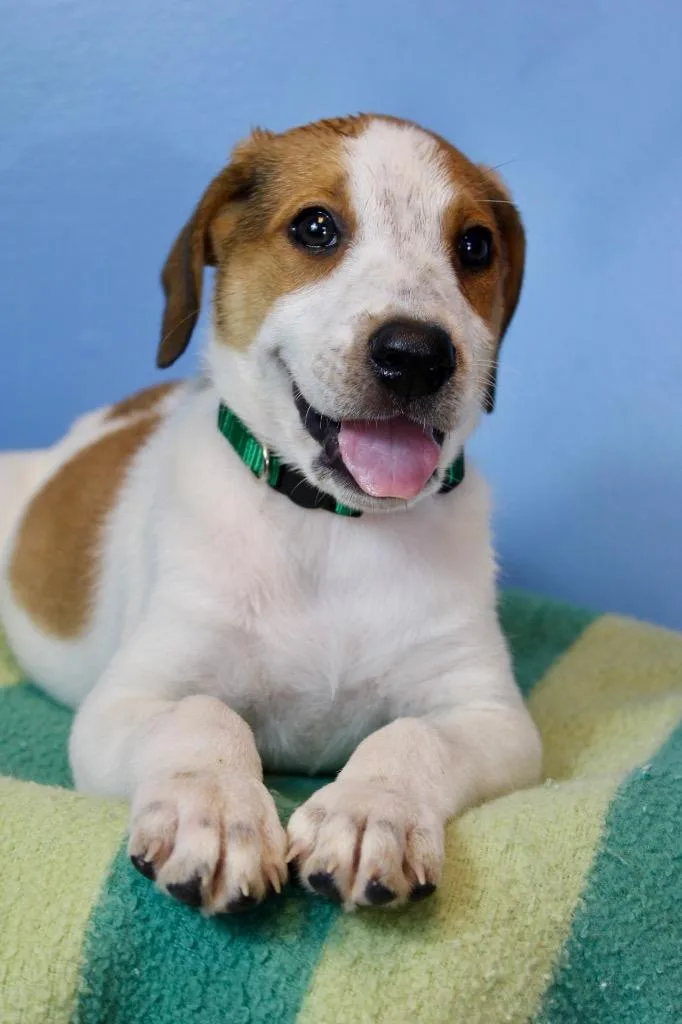 A baby medium-sized male Mixed Breed dog named Cheese Dark Green for adoption in Morgantown, KY