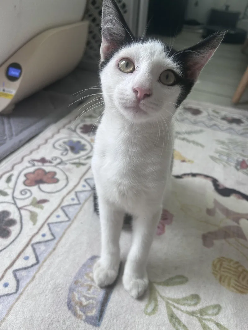 A young medium-sized male Black & White / Tuxedo Domestic Short Hair cat named Muffins for adoption in Seal Beach, CA