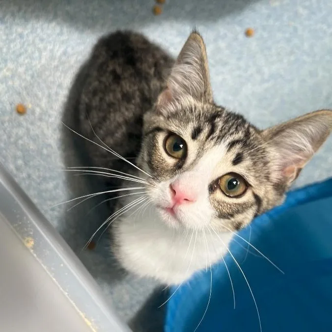 A young medium-sized female Tabby (Buff / Tan / Fawn) Domestic Short Hair cat named Swift for adoption in Berryville, VA
