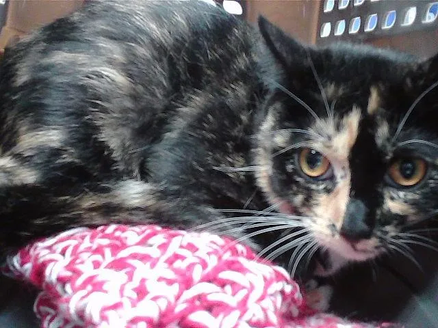 A young medium-sized female Domestic Short Hair cat named Chappuchina for adoption in Omaha, NE