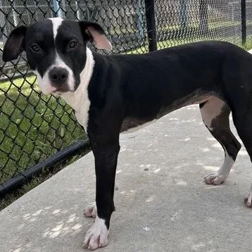 A baby medium-sized female Black Pit Bull Terrier dog named Athena for adoption in The Colony, TX