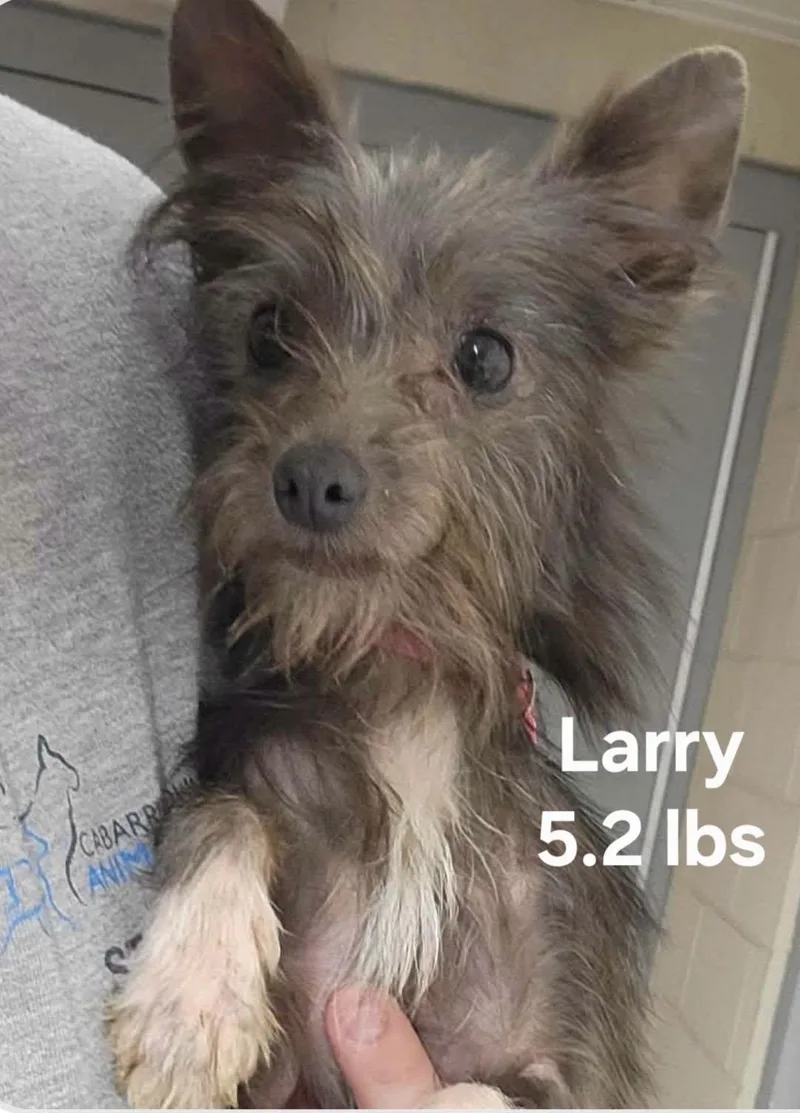 A young small-sized male Yorkshire Terrier dog named Larry for adoption in Salisbury, NC