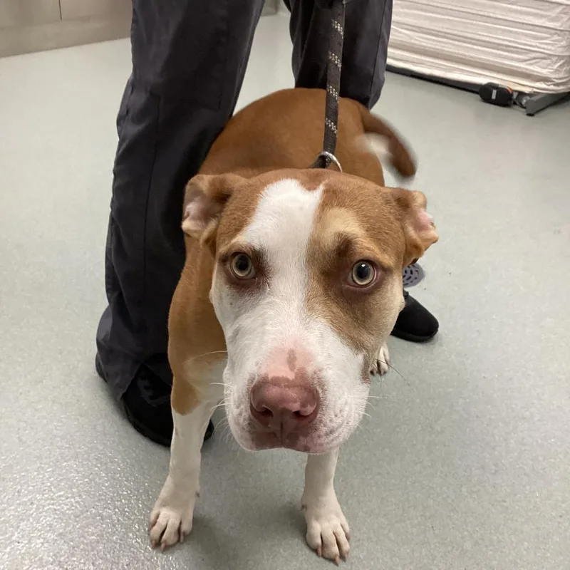 An adult medium-sized female Brown / Chocolate American Staffordshire Terrier dog named Berry for adoption in Abilene, TX