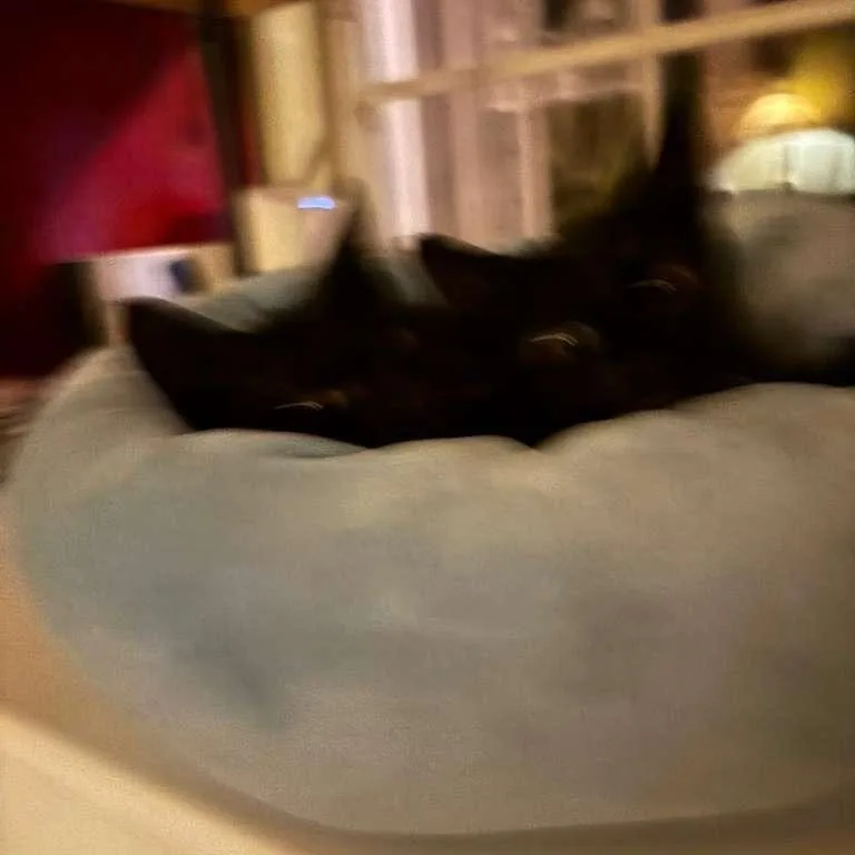 A baby medium-sized female Black Domestic Short Hair cat named Jaci for adoption in Lauderhill, FL