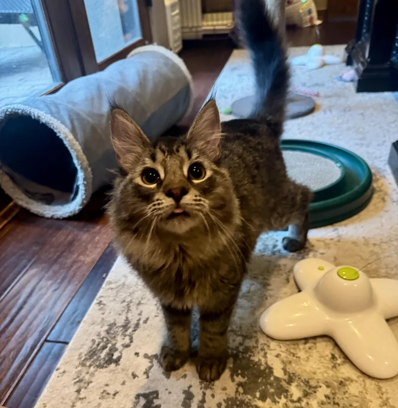 A baby large-sized male Tabby cat named Kostas for adoption in Albuquerque, NM
