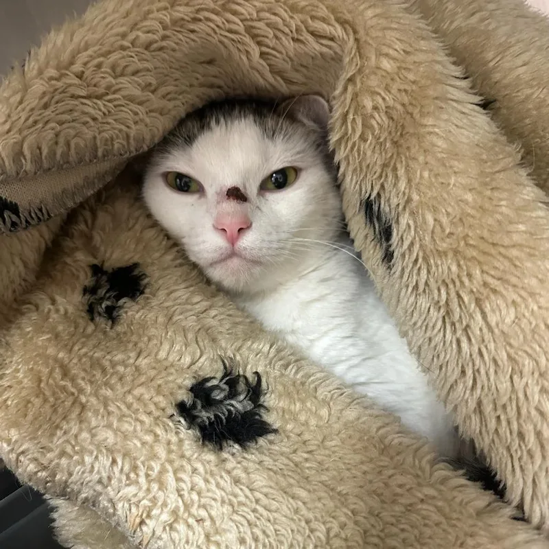 An adult medium-sized female Domestic Short Hair cat named Gecko for adoption in Santa Barbara, CA