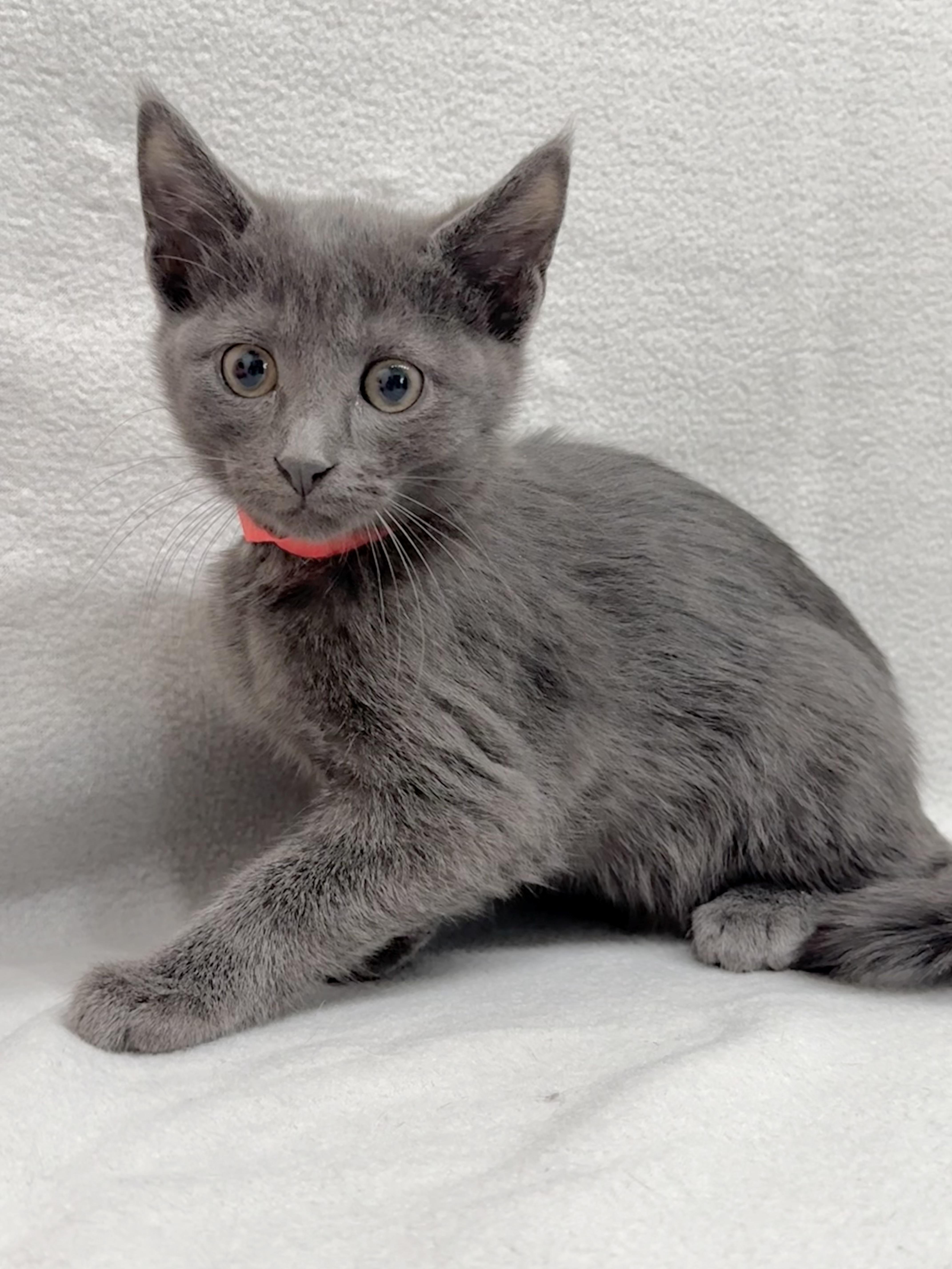 A baby medium-sized male Gray / Blue / Silver Domestic Short Hair cat named Avery for adoption in Minneapolis, MN