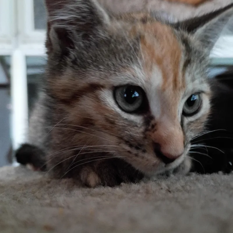 A baby medium-sized female Calico Domestic Short Hair cat named Clara for adoption in Bordentown, NJ