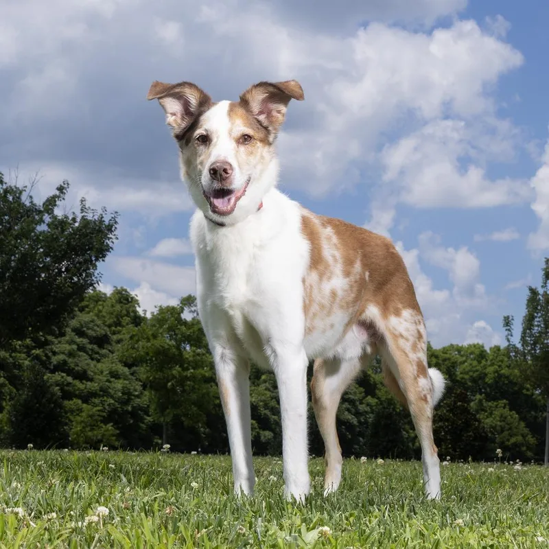 A senior medium-sized male White / Cream Australian Shepherd dog named Reese for adoption in Franklin, TN