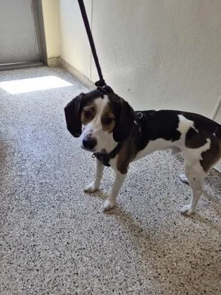 An adult medium-sized male Beagle dog named Moomoo for adoption in Clarks Summit, PA