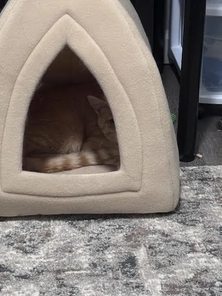 An adult medium-sized male Orange / Red Domestic Short Hair cat named Alfredo for adoption in Cincinnati, OH