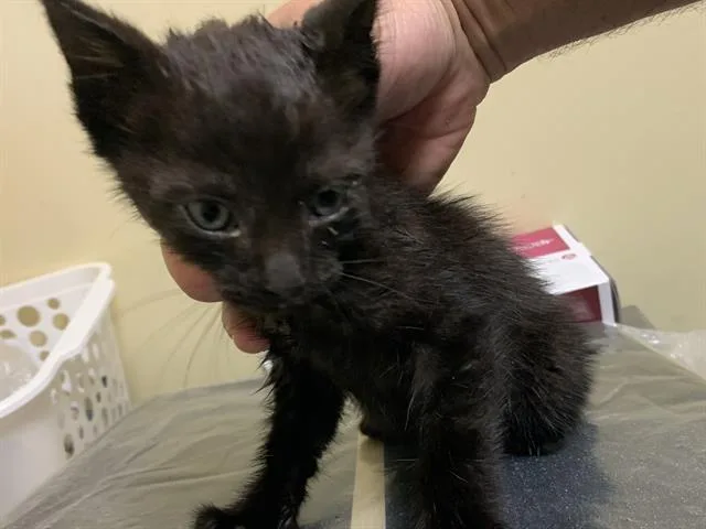 A baby small-sized male Domestic Short Hair cat named Kuro for adoption in Sacramento, CA