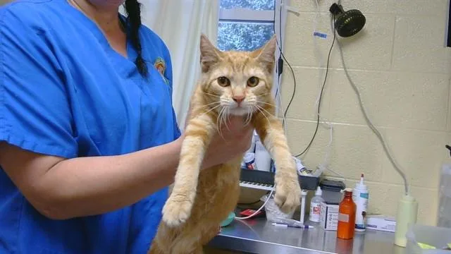 A baby medium-sized female Domestic Short Hair cat named Chattahoochee for adoption in Cookeville, TN