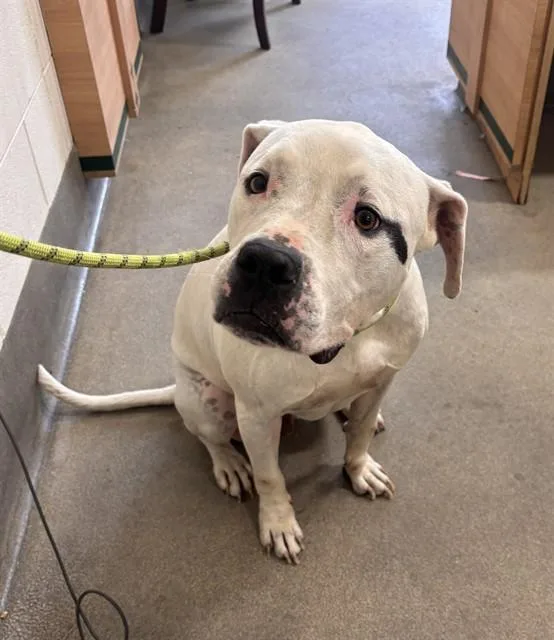 An adult large-sized male Dogo Argentino dog named Jojo for adoption in Upper Marlboro, MD