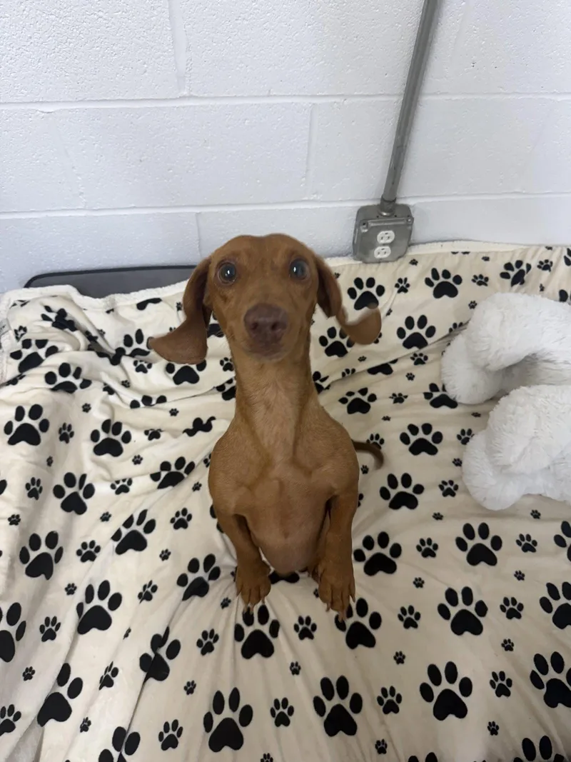 An adult small-sized male Dachshund dog named Red for adoption in York, SC