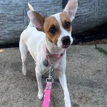 A young small-sized female White / Cream Jack Russell Terrier dog named Riley for adoption in Kittanning, PA